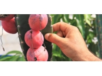 Güney Amerika kökenli Peru elması Mersin'de yaygınlaştırılacak