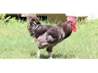 Komşularının sesinden rahatsız olduğu horozunu sahiplendirdi