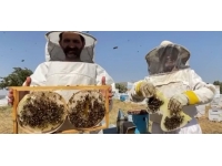 Verimli bal hasadı için arı gibi çalışıyor