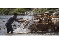 Sıcaktan bunalan çocuklar Kars Çayı'nda serinliyor