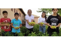 Okul bahçesinde yetiştirilen sebzeler ihtiyaç sahiplerine dağıtılıyor