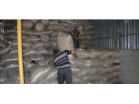 Afyonkarahisar'da haşhaş kapsülü alımı başladı