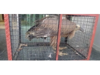 Bitkin halde bulunan kızıl akbaba tedaviye alındı