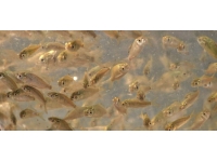 Muş'ta göletlere 1 milyon sazan balığı yavrusu bırakıldı