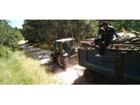 Kars'ta izinsiz ağaç kesenler fotokapana yakalandı