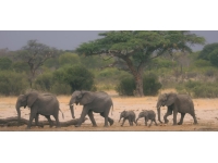 Zimbabve kuraklık nedeniyle yabani hayvanları farklı bölgelere naklediyor