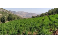 Ayçiçeği değil kenevir tarlası: 107 bin kök ele geçirildi