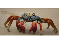 Yengeç kabuğundan doğada çözünen pil üretildi