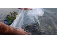 Mut Göksu Nehrine 8 bin balık bırakıldı