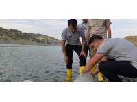 Yavru sazan balıklar su ile buluştu