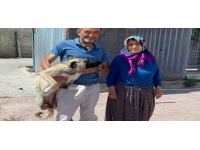 Kırşehir'de yaralı bulunan köpek tedavisinin ardından sahiplendirildi