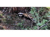 Bolu'da alaca sansar görüldü