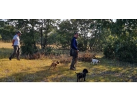 Eğitimli köpeklerle trüf mantarı arandı