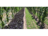 Ağrı'nın bostanlarında ürün bolluğu yaşanıyor