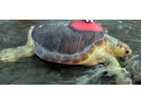 Uydudan izlenen caretta caretta Kıbrıs'a ulaştı