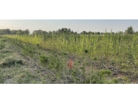 Iğdır'ın ağaçlandırılması için yılda 100 bin fidan üretilecek