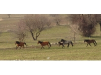 Jandarma yılkı atları için belirlenen alana kaya tuzu bıraktı