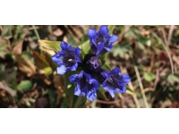 Ilgar çiçekleri sonbaharda açtı