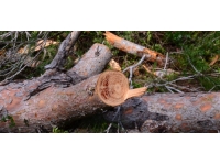 Kestiği ağacın altında kalan kişi hayatını kaybetti