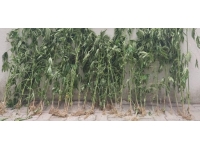 Malatya'da uyuşturucu operasyonu