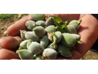 40 bin ton badem rekoltesi beklenen Adıyaman'da hasat başladı