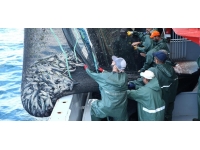 Karadeniz'de palamut bereketi