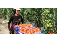 Burdur'un yayla domatesi, birçok ülkeye ihraç ediliyor