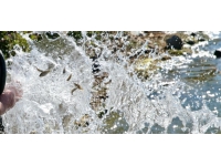 Bolu'da Yeniçağa Gölü'ne 350 bin balık yavrusu salındı