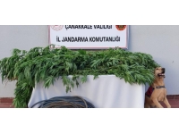 Çanakkale'de 166 kök Hint keneviri ele geçirildi