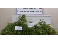 Sivas'ta uyuşturucu operasyonu