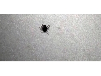 Yozgat’ta keneden ölenlerin sayısı 6’ya yükseldi