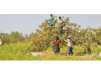 Fıstık hasadı başladı