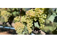 "Delice beyazı"ndaki yüksek verim üreticiyi sevindirdi