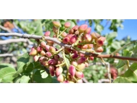 Diyarbakır'da fıstık hasadı başladı