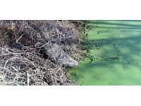 Edirneli çeltik üreticileri 'su maymunları'ndan dertli