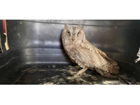 Erzurum'da yaralı bulunan şahin ve ishak kuşu tedavi altına alındı