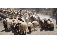 5 aydır yaylada olan göçerler dönüş yolunda