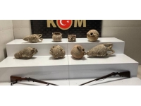 Samsun'da tarihi eser operasyonu: 8 amfora ele geçirildi