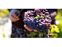 Ordu'da kurulan üzüm bağlarında hasat zamanı