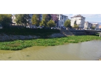 Hatay'da Asi Nehri'ni kaplayan su sümbülleri temizleniyor