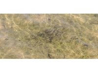 Edirne'deki göletlerde balıklandırma çalışmaları sürüyor