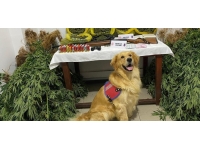 Bahçesinde Hint keneviri yetiştiren zanlı tutuklandı