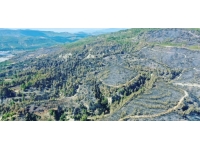 Denizli'de yanan alanı ağaçlandırmak için çalışmalar başladı