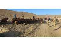 Iğdır'da hayvan hırsızlığı yapan şüpheliler yakalandı