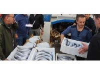 Bandırma Balık Hali'nde palamut bolluğu