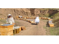 Sakarya balında bu yıl 16 bin ton rekolte bekleniyor