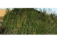 Mısır ve ayçiçeği tarlalarında kaçak kenevir yetiştirdiler