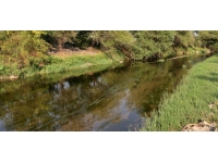 Osmaniye'deki balık ölümlerinin oksijen eksikliğinden kaynaklandığı öngörülüyor