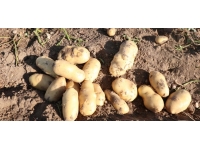 Giresun yaylalarında patates hasadı başladı