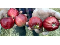 Ardahan'da coğrafi işaretli içi kırmızı elma hasat ediliyor